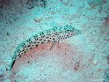 030504_Mikauwa - Poisson fouilleur - Dsc01707~